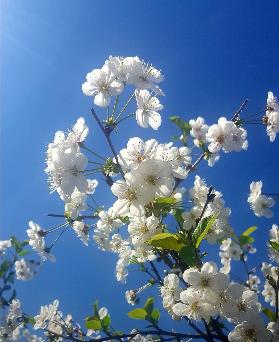 Maria Lea tweet media