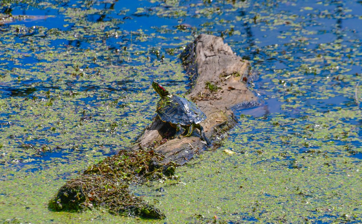 Summer at Wilde Lake in Columbia, Maryland. Wilde Lake is a 22 acre man-made lake built in 1967.

#WildeLake #Maryland
