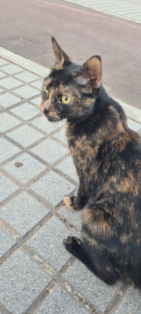 ¡¡¡¡Vai ¡¡¡¡¡ (@vai3333) on Twitter photo #ESPAÑA #Córdoba SOS¡Llevo unos dias viendo cerca de mi casa un gato abandonado, es muy sociable, yo no puedo tenerlo en casa, y veo que está delgado y no se como puede vivir en esta obra abandonada, y con este calor tan desmesurado, esta solo¡CONTACTO: dos_gaviotas_@hotmail.com¡ #ESPAÑA #Córdoba SOS¡Llevo unos dias viendo cerca de mi casa un gato abandonado, es muy sociable, yo no puedo tenerlo en casa, y veo que está delgado y no se como puede vivir en esta obra abandonada, y con este calor tan desmesurado, esta solo¡CONTACTO: dos_gaviotas_@hotmail.com¡
