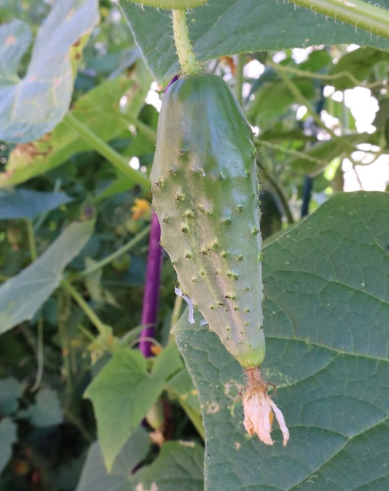 KitchenGardensX's tweet image. Having #cucumber troubles?
kitchengardens.com/why-your-cucum…