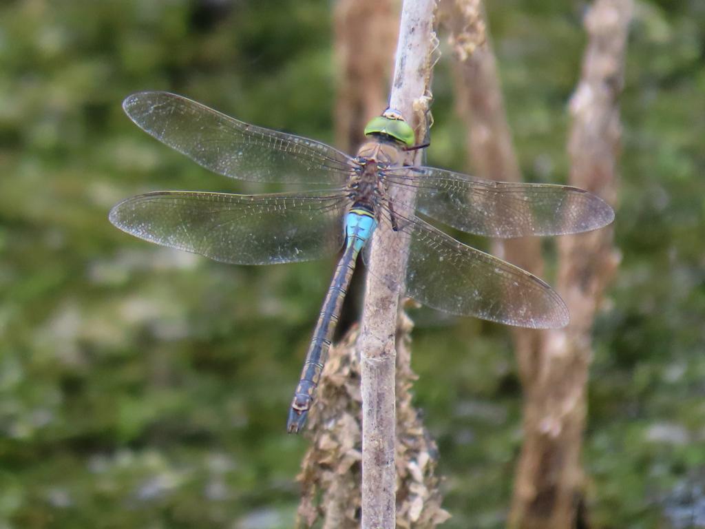 Just a quick constitutional over the quarry and - BOOM! Lesser Emperor adds to an illustrious list of finds on a site still owned by Tarmac. Time they handed over to people who want to look after it and make it a proper nature reserve...?