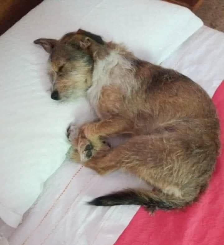 _XDogs's tweet image. "Today on my way home from work I found this kid in the middle of the road. I looked to see if he belonged to anyone, if he had other dogs with him... Nothing... He was alone and crying non-stop. We went to the vet, he didn't have a chip and so I decided let's be a family! We…