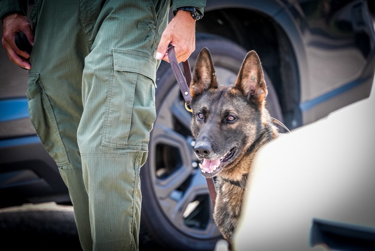 ShelbyTNSheriff's tweet photo. K-9 Deputies joined families and kids at Windward Slopes Park for Lakeland’s Parks and Rec Month program. This is their first-ever law enforcement K-9 exhibition, giving the community an up-close look at some of our incredible working dogs in action that help keep our Lakeland citizens safe.

Big thanks to John Proctor and the City of Lakeland for the invitation and for organizing this great event as part of National Parks Month activities. We always appreciate the opportunity to connect with our community—especially when it means showing off a few of our four-legged deputies!