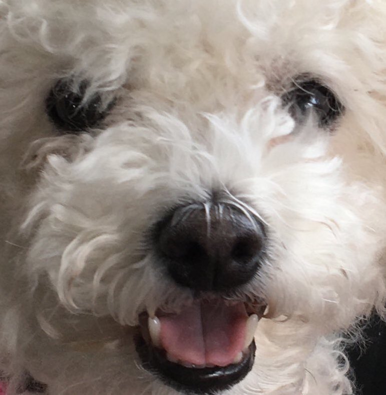 LittleBearconvo's tweet photo. Hey pals! Is it just me or are you getting extra love from your hoos lately. #2many🌈 https://t.co/UAI7iQzdy8
