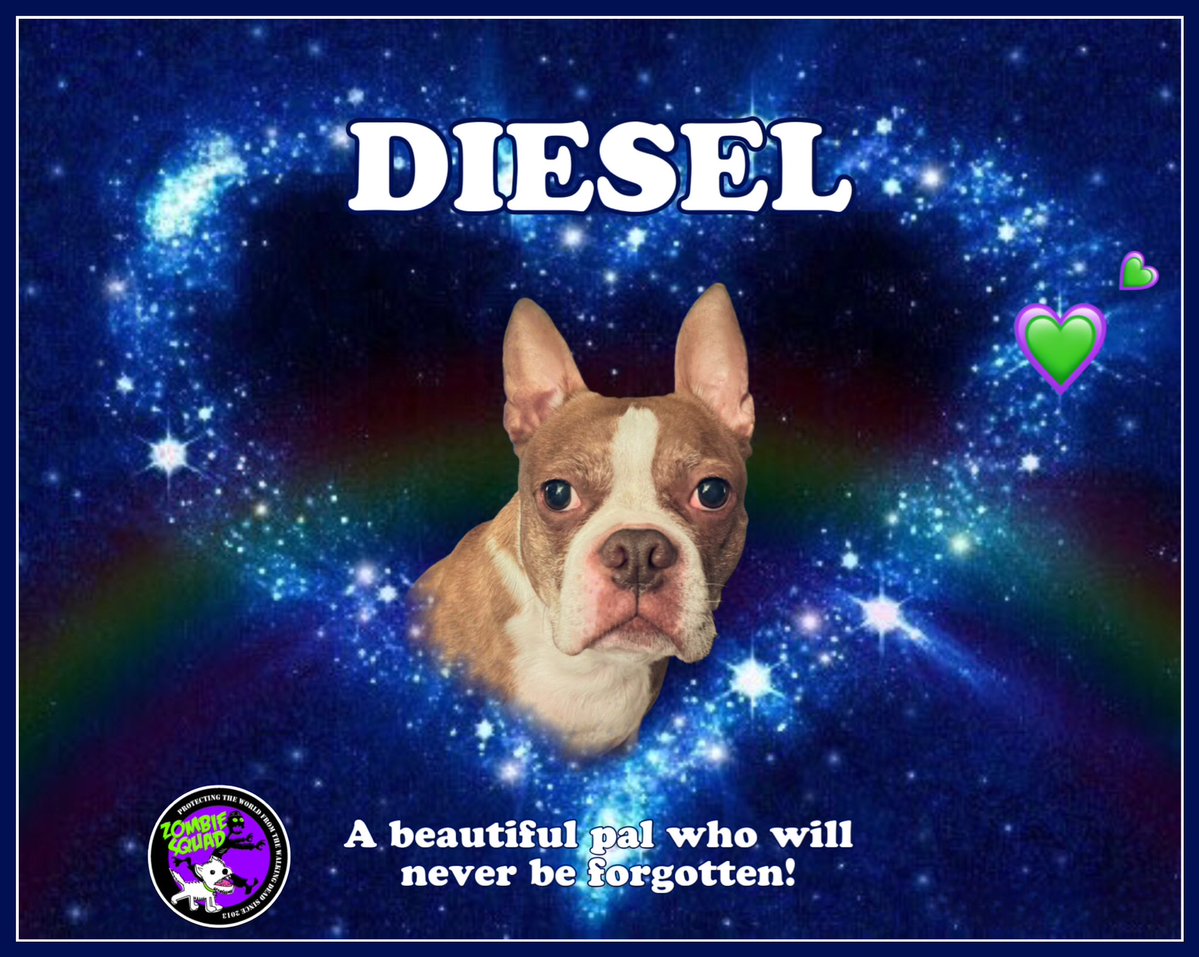 Miss Muddles 🐶🎀💕💖 #ZSHQ General #TeamZero🩵 (@muddlesdog) on Twitter photo <a href="/ZombieSquadHQ/">ZombieSquadHQ💖💚🧡💚🩵©</a> <a href="/DogtorsMccoy/">Dogtors McCoy</a> <a href="/TheCatMalice/">Malice & Mayhem 🩵#ZSHQ</a> <a href="/RhondaHendee/">Gizmo 🇺🇸 Rhonda #ZSHQ</a> <a href="/CancerDoggy/">I is Jasper. Here in Hartsons honour ❤️</a> 💔😢Sending love & deepest sympathies to the family & furpals of DIESEL🌈. *gently hugs his Mom, Dolly & family*
Run free, brave soldyer. Adieu fur now, beautiful pal. *salutes, dabs teary eyes & respectfully lowers head* 💕❤️💛🐶🌈
<a href="/DogtorsMccoy/">Dogtors McCoy</a> <a href="/ZombieSquadHQ/">ZombieSquadHQ💖💚🧡💚🩵©</a> #ZSHQ <a href="/ZombieSquadHQ/">ZombieSquadHQ💖💚🧡💚🩵©</a> <a href="/DogtorsMccoy/">Dogtors McCoy</a> <a href="/TheCatMalice/">Malice & Mayhem 🩵#ZSHQ</a> <a href="/RhondaHendee/">Gizmo 🇺🇸 Rhonda #ZSHQ</a> <a href="/CancerDoggy/">I is Jasper. Here in Hartsons honour ❤️</a> 💔😢Sending love & deepest sympathies to the family & furpals of DIESEL🌈. *gently hugs his Mom, Dolly & family*
Run free, brave soldyer. Adieu fur now, beautiful pal. *salutes, dabs teary eyes & respectfully lowers head* 💕❤️💛🐶🌈
<a href="/DogtorsMccoy/">Dogtors McCoy</a> <a href="/ZombieSquadHQ/">ZombieSquadHQ💖💚🧡💚🩵©</a> #ZSHQ