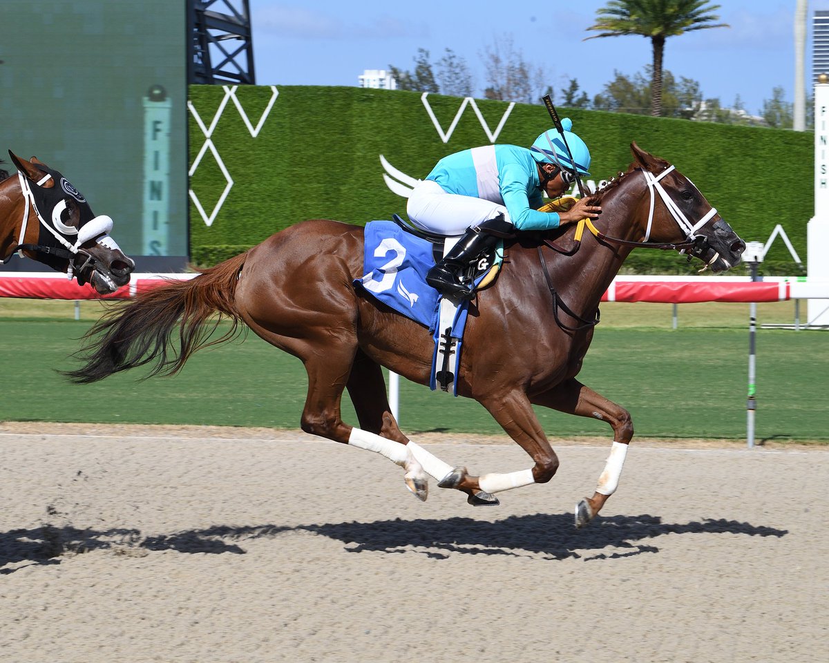 Gulfstream Park (@gulfstreampark) on Twitter photo Latte Lizzie takes race 8, Reylu Gutiérrez is the winning rider. Second victory today for trainer <a href="/SaffieJosephJr/">Saffie Joseph Jr.</a>. #GulfstreamPark #RoyalPalmMeet Latte Lizzie takes race 8, Reylu Gutiérrez is the winning rider. Second victory today for trainer <a href="/SaffieJosephJr/">Saffie Joseph Jr.</a>. #GulfstreamPark #RoyalPalmMeet