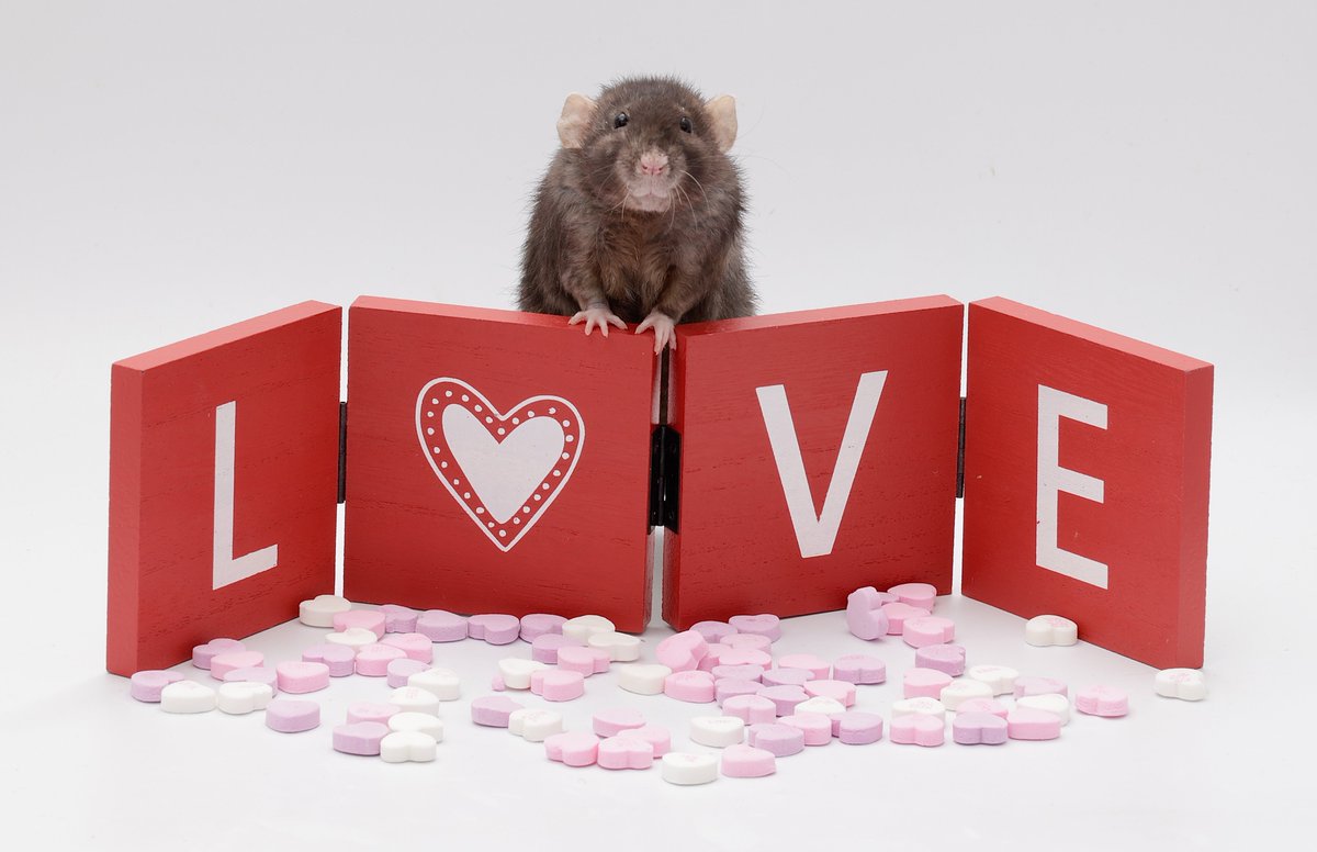 Rattrixs's tweet image. Next up is Olive! Like her sisters, Olive was a very confident and human-friendly rat! Olive was by far one of my easiest rats to train, and from the start she excelled at everything from item tricks to agility to balance tricks and more!