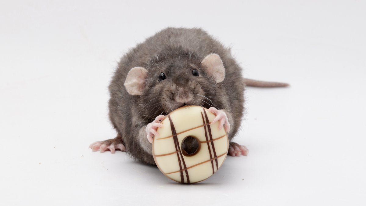 Rattrixs's tweet image. Next up is Olive! Like her sisters, Olive was a very confident and human-friendly rat! Olive was by far one of my easiest rats to train, and from the start she excelled at everything from item tricks to agility to balance tricks and more!