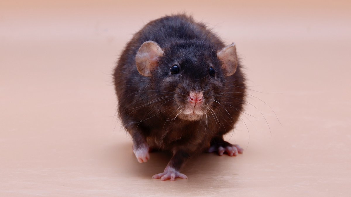 Rattrixs's tweet image. Next up is Olive! Like her sisters, Olive was a very confident and human-friendly rat! Olive was by far one of my easiest rats to train, and from the start she excelled at everything from item tricks to agility to balance tricks and more!