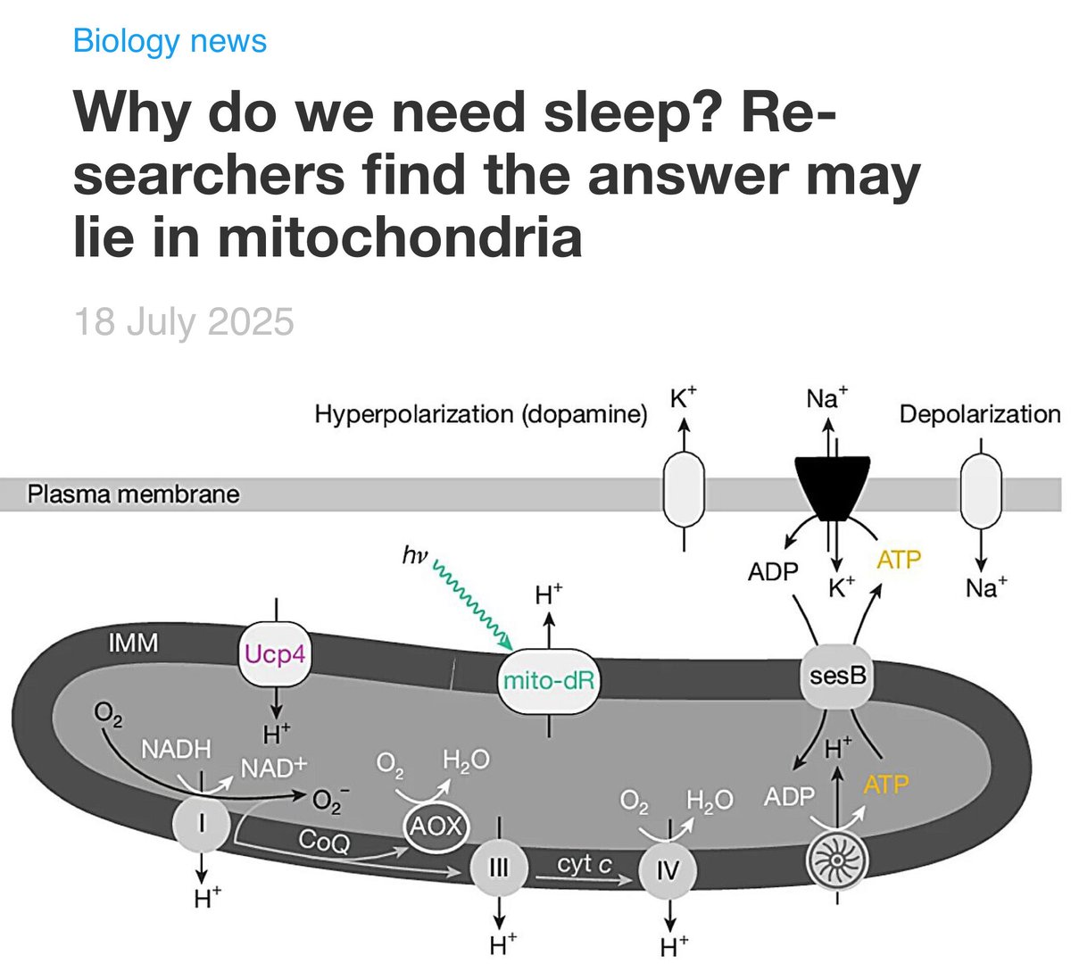 Here’s the gold hiding in plain sight:
Sleep might not start because you run out of energy…
It might start because you have too much.

This Nature paper reveals that electron surplus in mitochondria—not depletion—can trigger sleep pressure. It’s not just about needing rest, it’s