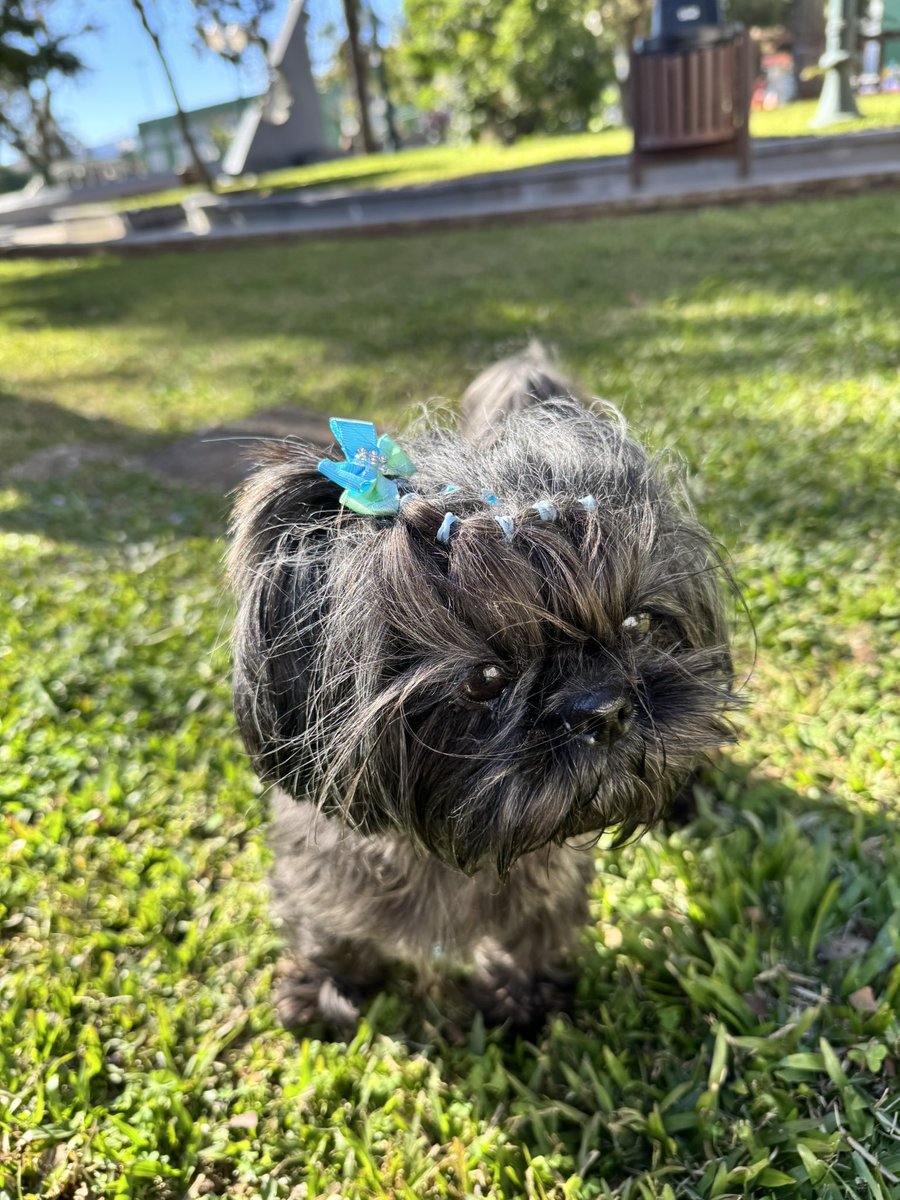 mateiformiga's tweet image. adivinhe o animal de parabéns