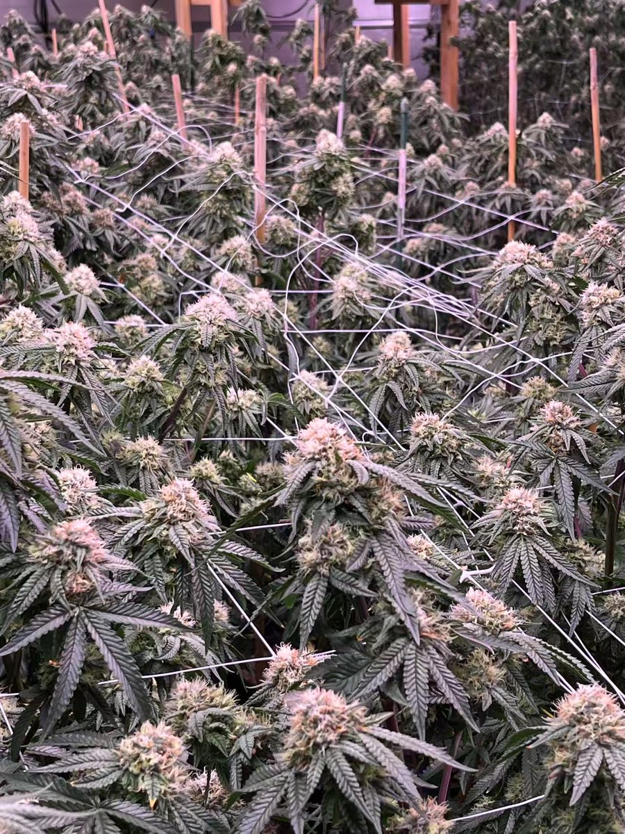 In 5 weeks, the flowers above and below are the same size. Would you consider utilizing such a plant growth lamp?