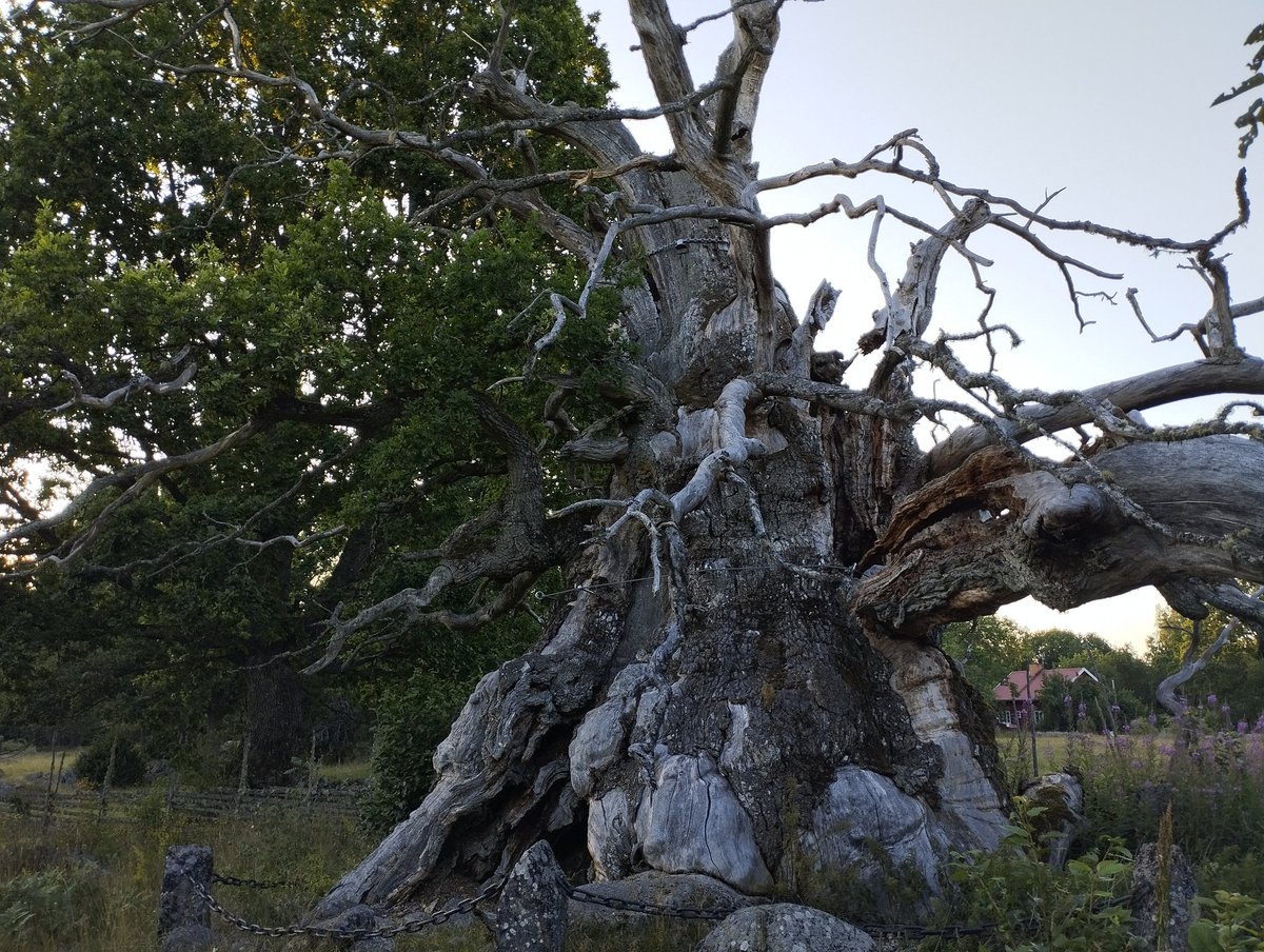 This tree has seen both the reign of the Roman emperor Hadrian and tung  ting tung sahur x Cappuccina Ballerina porn