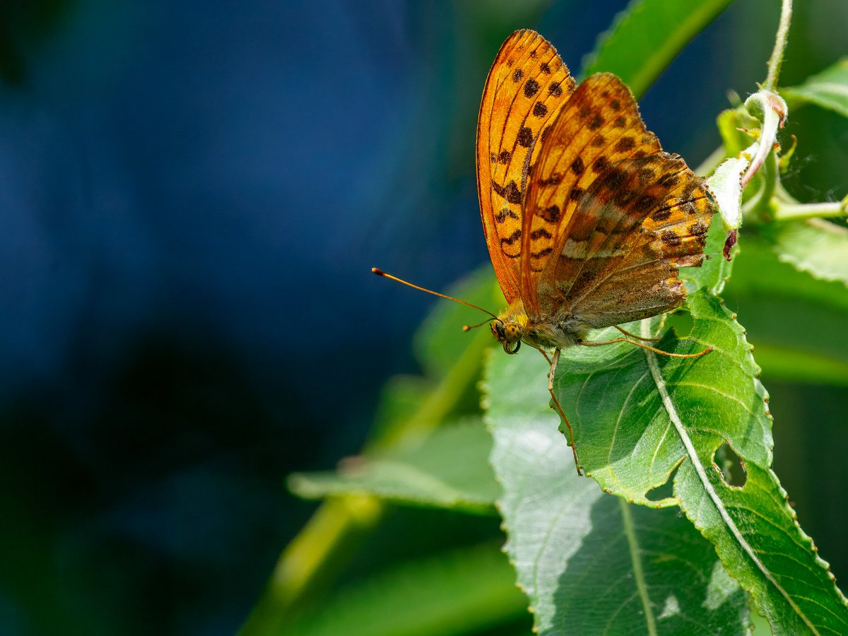 Elliott81758817's tweet image. The torrential rain today didn't produce anything on Patch at Walthamstow Wetlands this morning but yesterday was pretty good. 2 Whimbrels and this Silver-washed Fritillary! The Frit was my first here and the first I've ever heard of here since I've started patching the site!