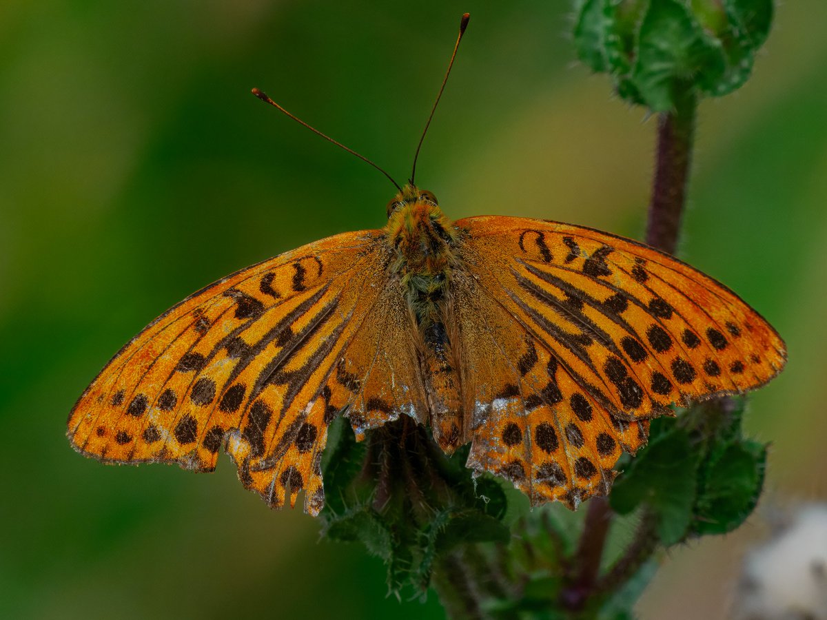 Elliott81758817's tweet image. The torrential rain today didn't produce anything on Patch at Walthamstow Wetlands this morning but yesterday was pretty good. 2 Whimbrels and this Silver-washed Fritillary! The Frit was my first here and the first I've ever heard of here since I've started patching the site!
