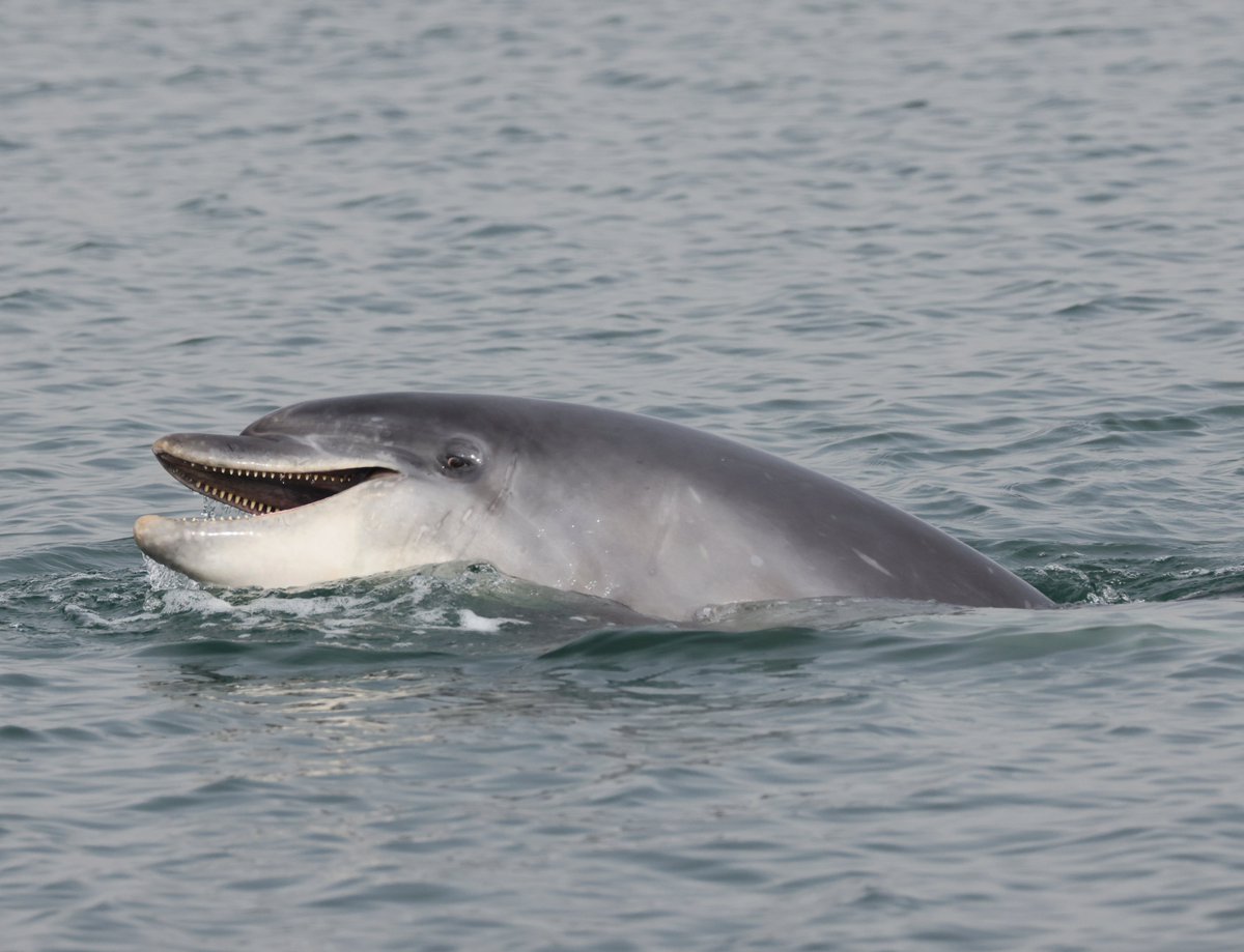 Tom Brereton (@tom_m_brereton) on Twitter photo Pelagic from Portland Harbour yesterday, up to 8 miles south of the Bill. Two pods of Common Dolphin totalling ~100 individuals, Bottlenose Dolphin, Arctic Skua, Storm-petrel, Curlew, Common Sandpiper, Turnstone, Grey Seal, Moon & Compass jellyfish <a href="/naturetrektours/">Naturetrek</a> Pelagic from Portland Harbour yesterday, up to 8 miles south of the Bill. Two pods of Common Dolphin totalling ~100 individuals, Bottlenose Dolphin, Arctic Skua, Storm-petrel, Curlew, Common Sandpiper, Turnstone, Grey Seal, Moon & Compass jellyfish <a href="/naturetrektours/">Naturetrek</a>