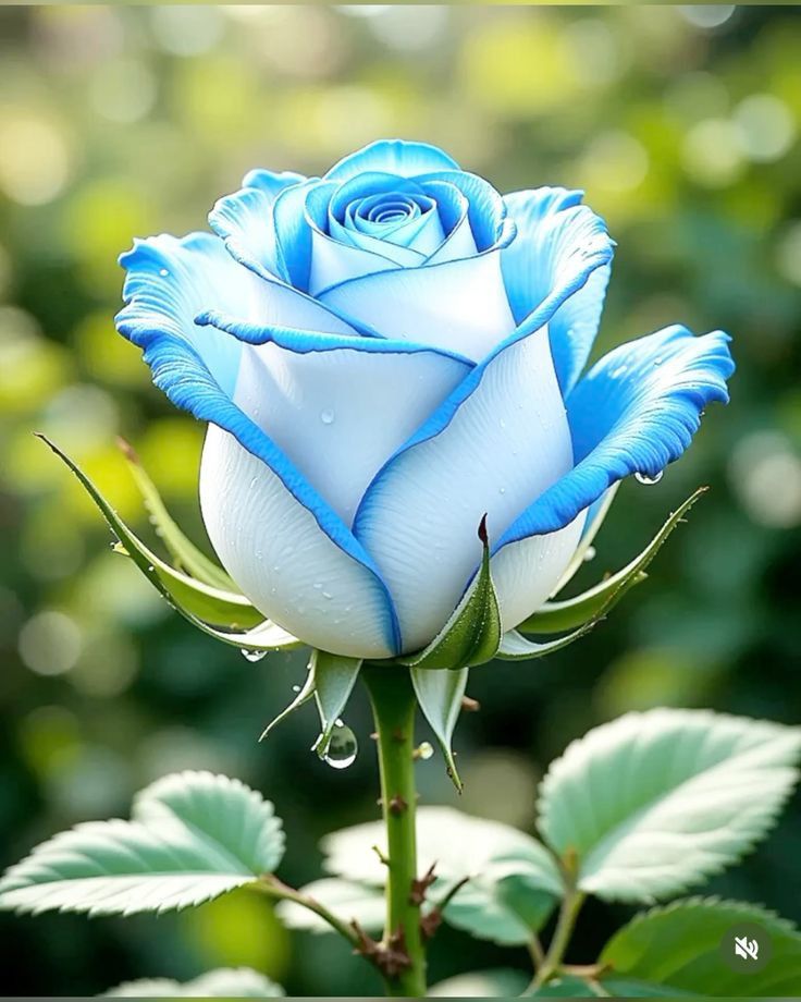 Roses 🌹 (@roseforyou43) on Twitter photo 