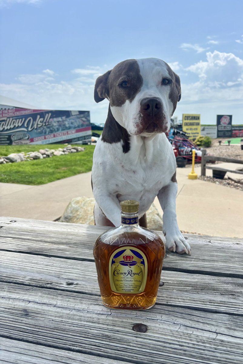 GUESS WHO IS BACK AND READY TO PARTY! 
Mollie sure is! She is feeling like royalty with this Crown drink in hand! 👑

Treat yourself to the smooth taste of Crown Royal!  What's your go-to Crown mixed drink? 🍹

 #CrownRoyal #TreatYourself #WeekendVibes #DrinkLocal #knoxvilleia