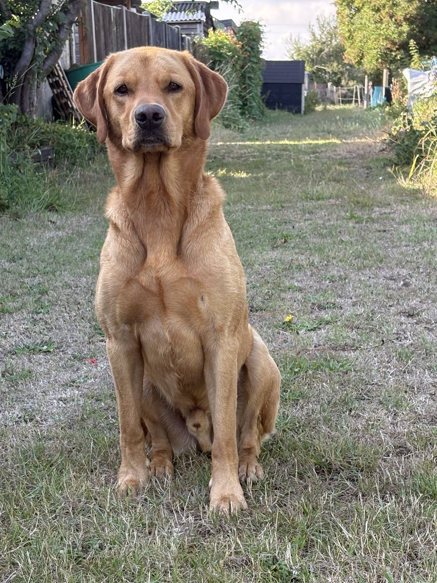 EmilyTaylor27's tweet image. A very good boy helping me by the allotments this evening ❤️