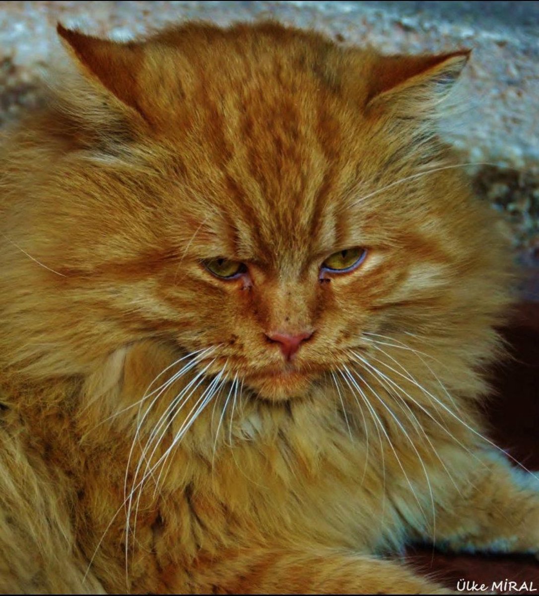 Doğaya, çevreye, kadına, ağaca, hayvana düşman böyle bir dönem daha olmamıştır yer yüzünde..!!

Salt Kötülük her alanda kol geziyor..‼️

#DoğayaHayvanaYasaTuzağı