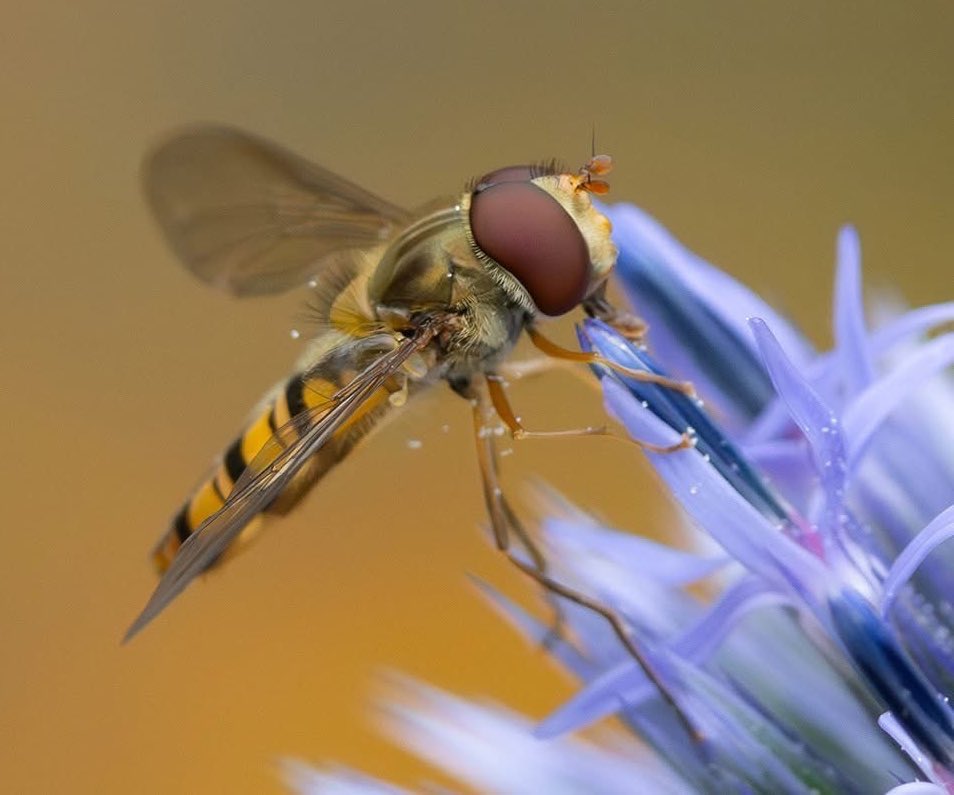 leescott26's tweet photo. Marmalade Hoverfly #marmaladehoverfly @WorcsWT @Natures_Voice @BBCSpringwatch @Britnatureguide https://t.co/Efi85iHcsL