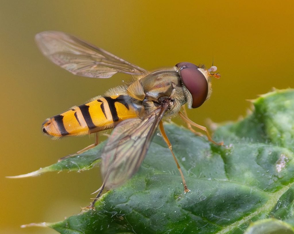 leescott26's tweet photo. Marmalade Hoverfly #marmaladehoverfly @WorcsWT @Natures_Voice @BBCSpringwatch @Britnatureguide https://t.co/Efi85iHcsL