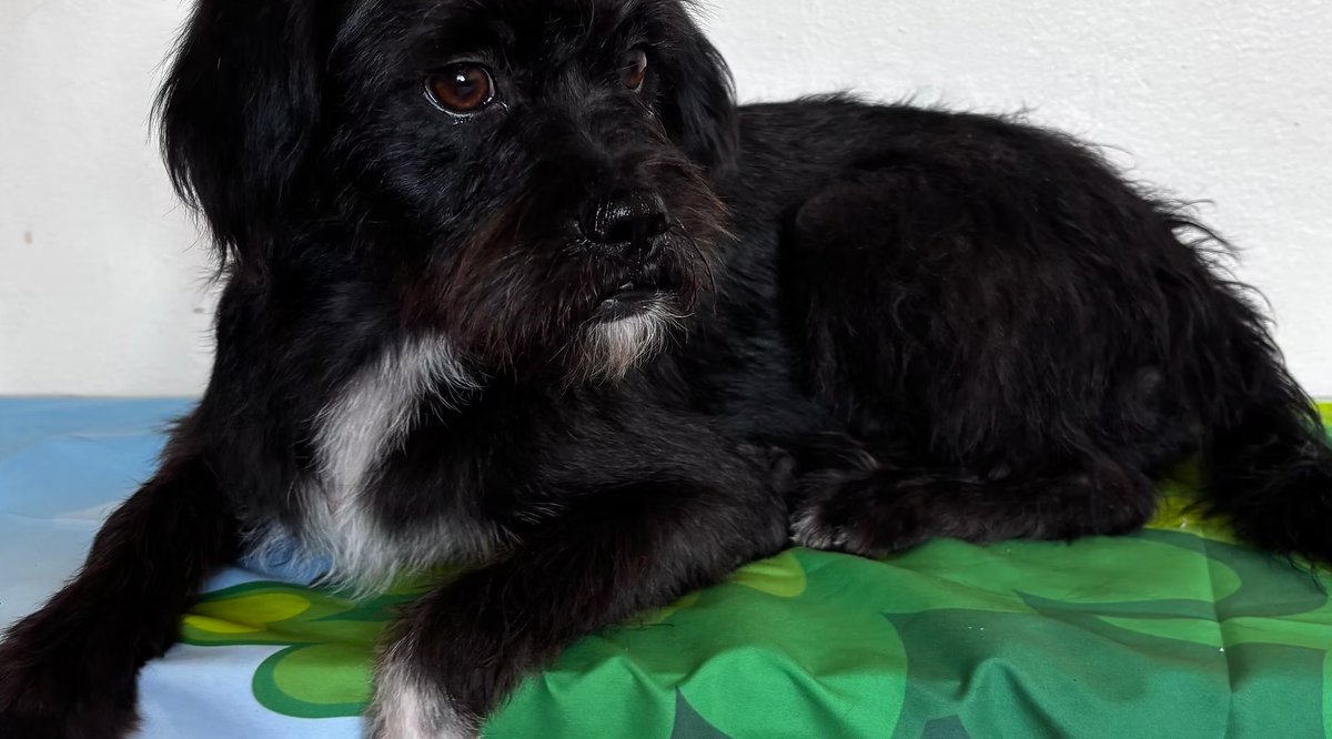 BDitties's tweet image. She's coming to her new forever home picking her up at 1pm today!🥰
