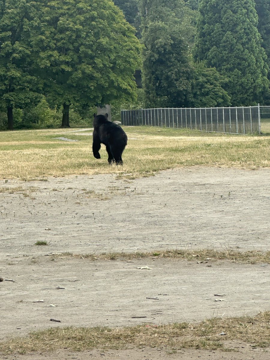 What’s happening asks X? How about driving to Lions game and spotting a Black bear by the baseball diamond at Central Park!! NEVER seen a Black bear at Central Park. #BlackBear