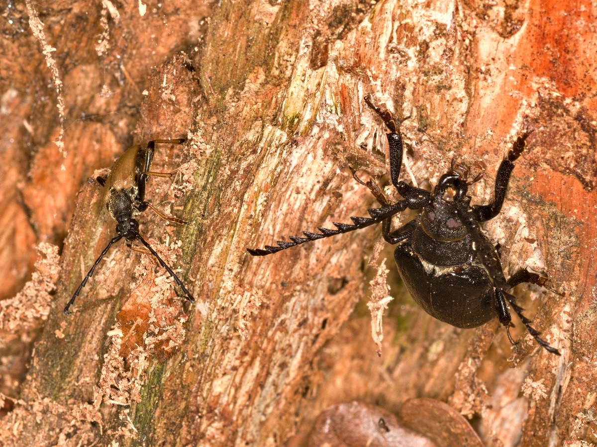Rothalsbock trifft auf Sägebock.