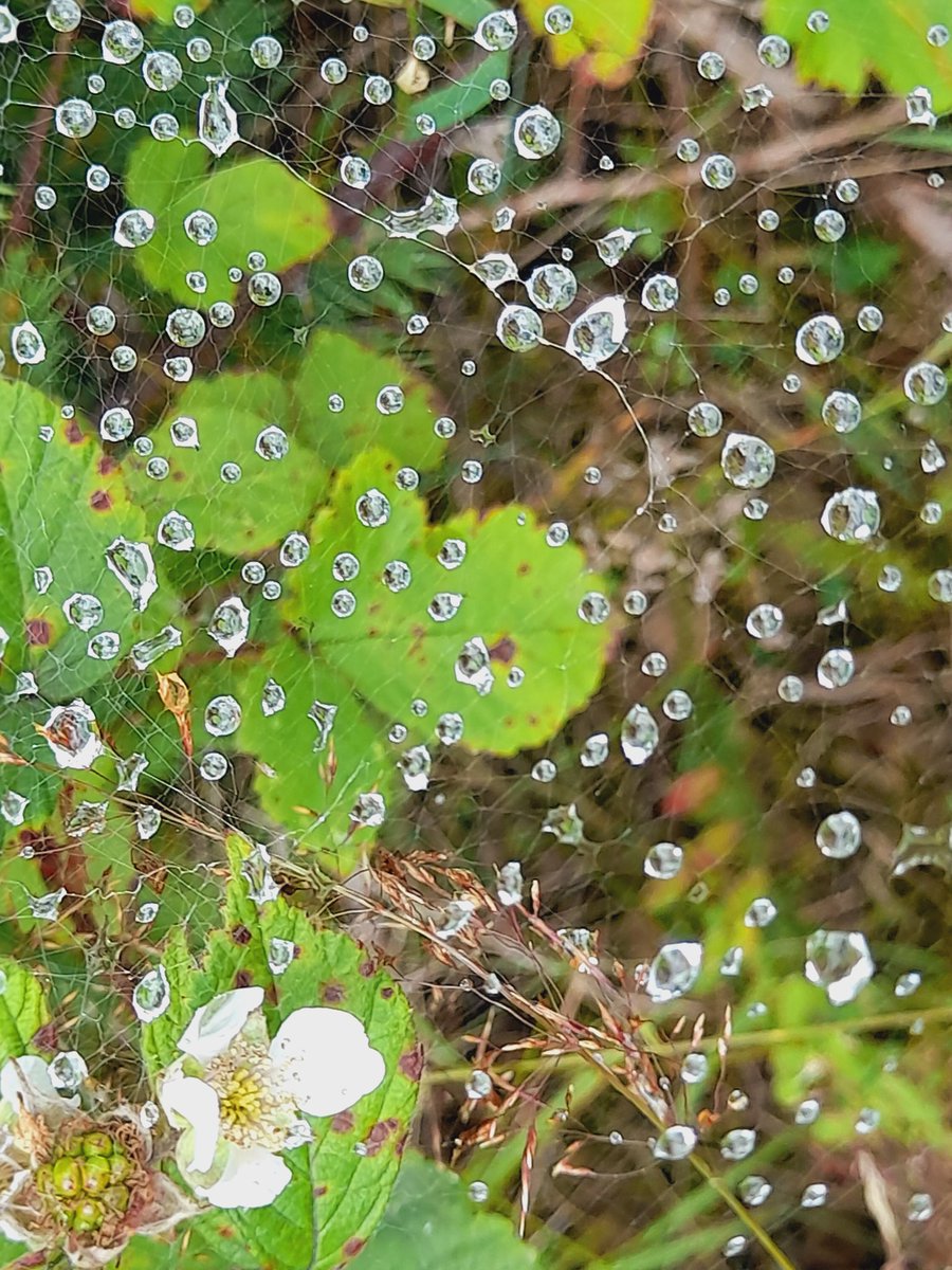 Im Netz
Und das Netz ist in der Nähe der Spinne, die zwischen dem Trudenstein und Ahrnsklint liegt.
Natürlich Stempel 17, 13 und der Geisterstempel der Harzer Wandernadel.