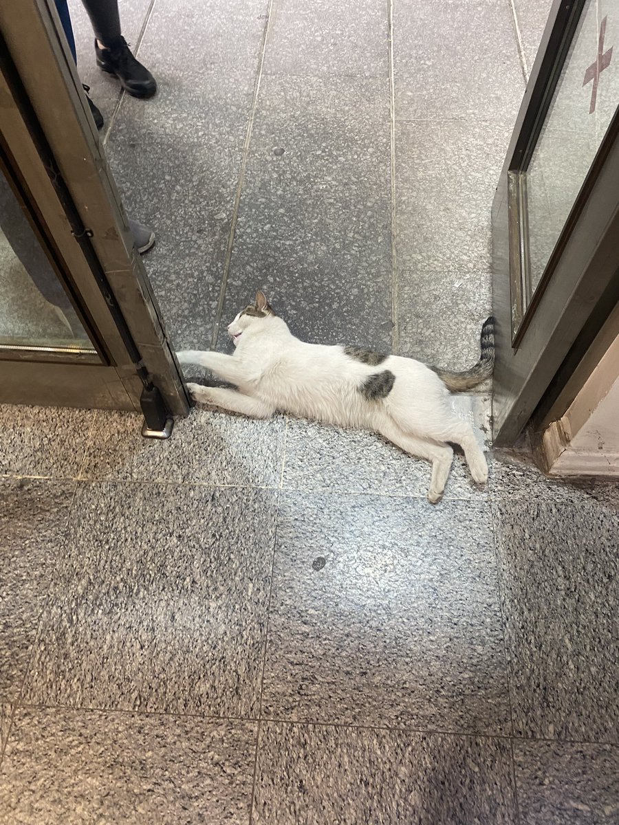 saeedfromtehran's tweet image. چرا اینا انقد به لوس شدن توسط انسان معتادن؟! راه رو بسته!