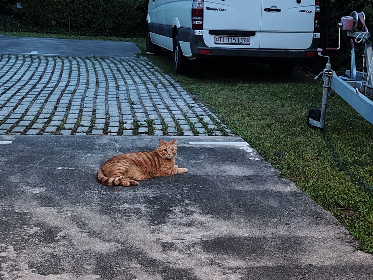 🐈‍⬛Friends of #bobacat🐈‍⬛
🌞Day 910
$psps