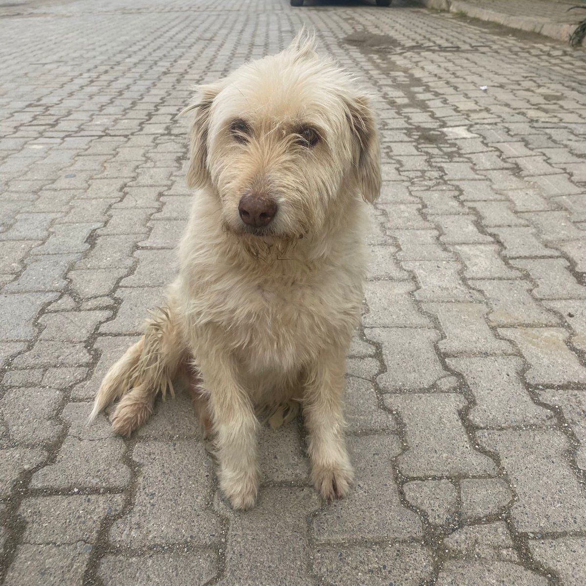 SelinPamuk (@pamukvsq7) on Twitter photo 13 yaşlarında olduğu düşünülen bu terrier kızı kimse sormadı maalesef. Yok mu İzmir'de yaşlı bir cana yuvasını açacak güzel insanlar? 13 yaşlarında olduğu düşünülen bu terrier kızı kimse sormadı maalesef. Yok mu İzmir'de yaşlı bir cana yuvasını açacak güzel insanlar?