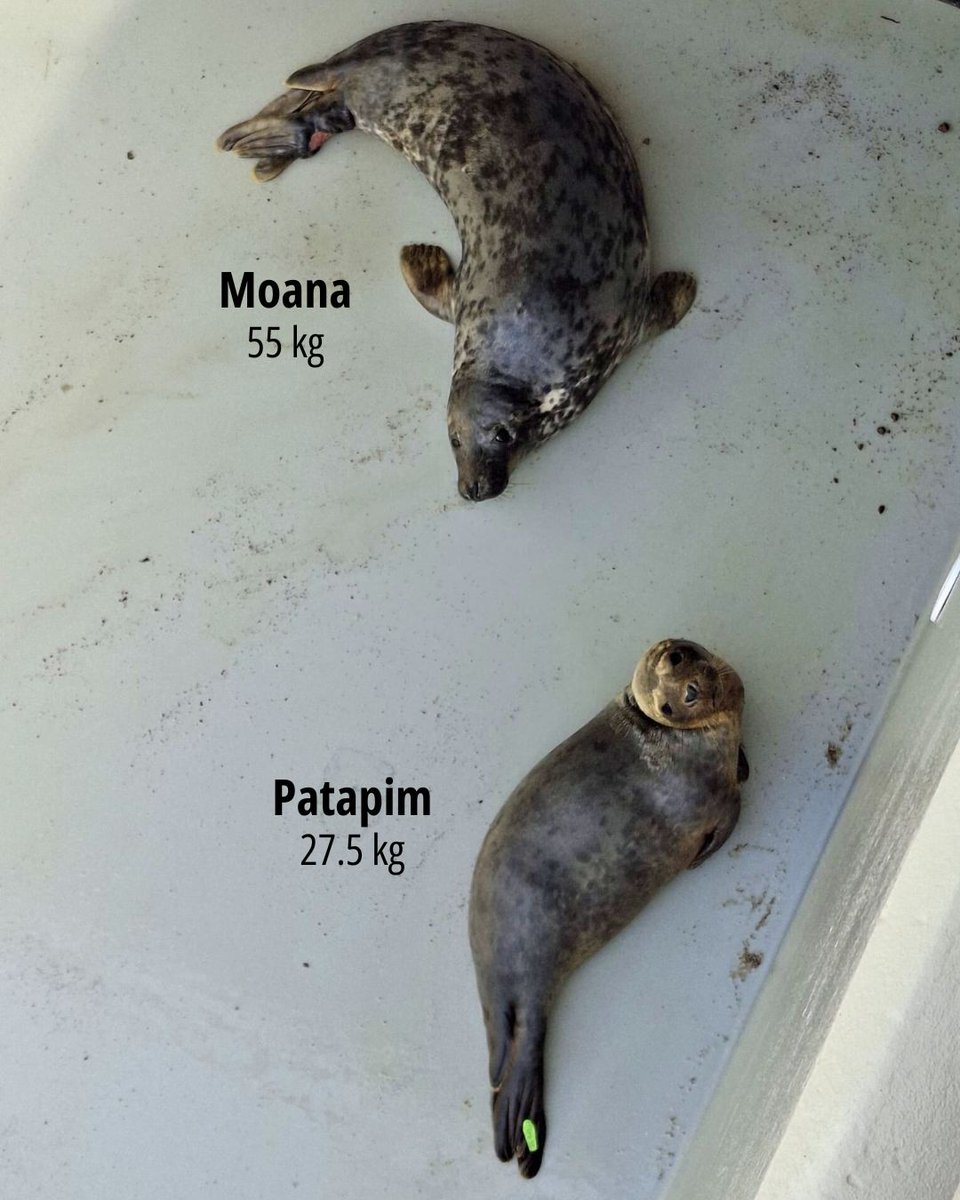 Zeehondencreche's tweet image. The difference between Moana and Patapim on Moana's release day. 😁 The release weight of Patapim (today, one week later) was 31.2 kg.