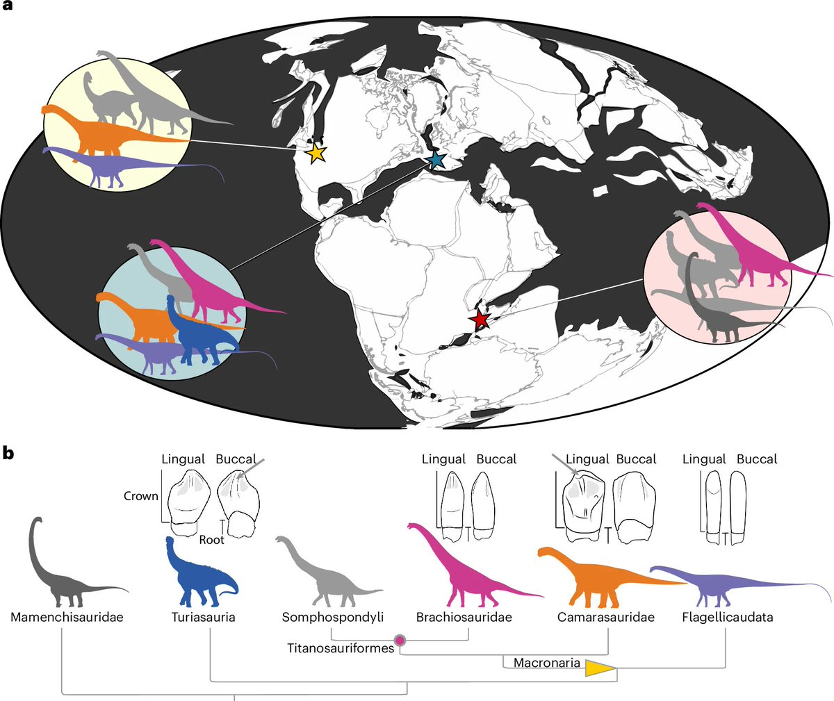 New paper on dental microwear in #sauropods - and a must read. 

Confirms niche partitioning, migratory behaviour in some, and other goodies. Love to see #Rapetosaurus included in future studies (I've been thinking about that species a lot recently).

nature.com/articles/s4155…