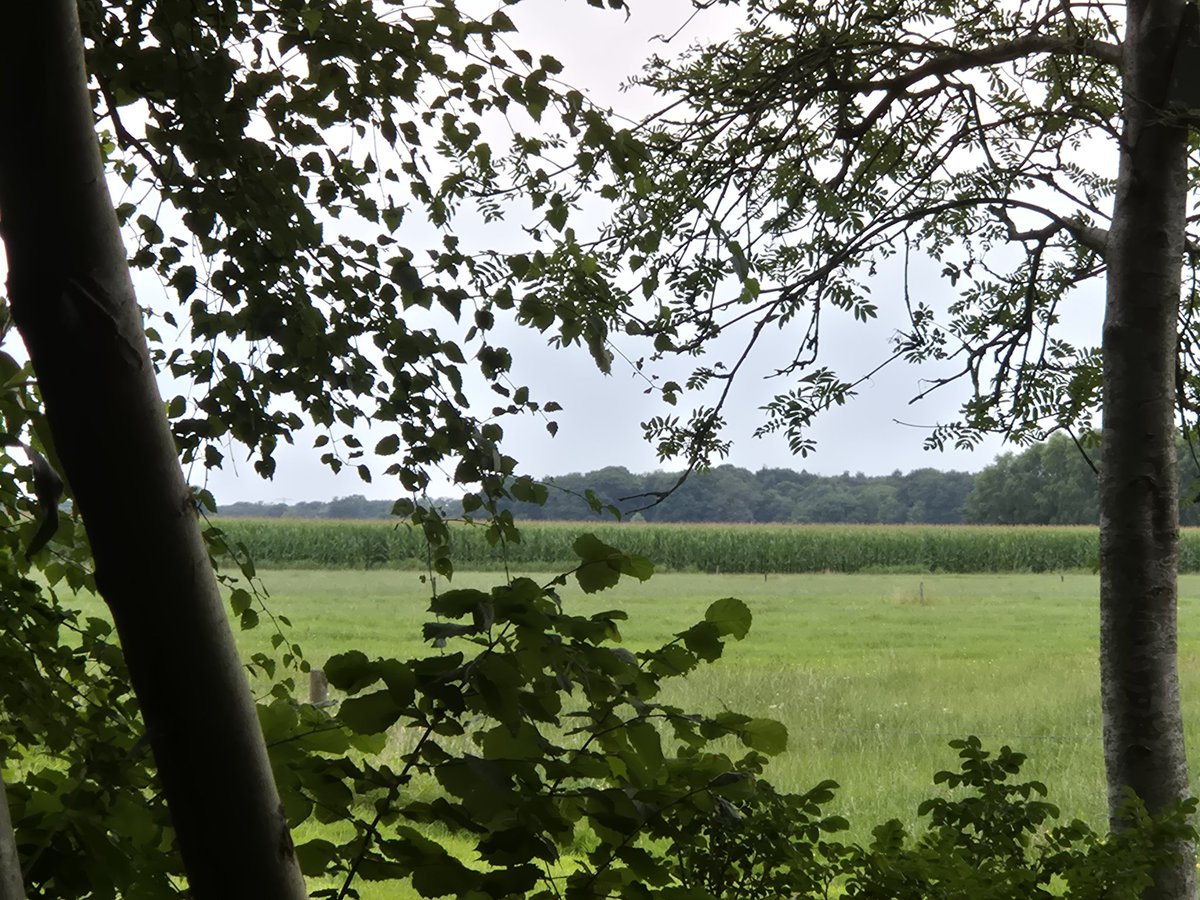 gerritwermink's tweet image. Turend over het land, rijst de vraag op: Zal Nederland ooit nog weer normaal worden? Dat we weer elkaar willen helpen, dat rechters of clubjes niet de regels bepalen, dat werken weer lonend wordt, we ons niet blauw betalen aan belastingen en zo zijn er nog zo veel dingen..... 😏