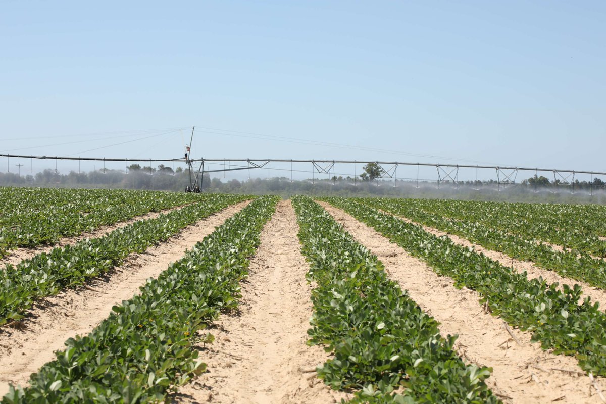 Blue skies, green rows, and peanuts in progress! 🥜☀️

There’s nothing quite like a Georgia peanut field.

#GaPeanuts #PeanutProud #GeorgiaAgriculture #PeanutFarming