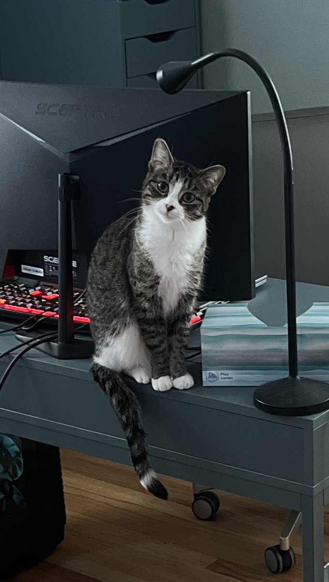 amberoni220's tweet photo. @MPCruelty A cuter one of our baby 🥰 https://t.co/aujkEl8LAc