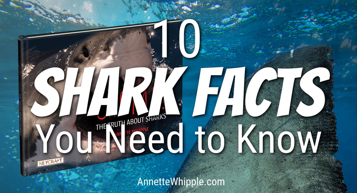 AnnetteWhipple's tweet image. Do you enjoy #SharkWeek? Even if you don't, you should learn the truth about sharks!
annettewhipple.com/2025/07/10-sha…