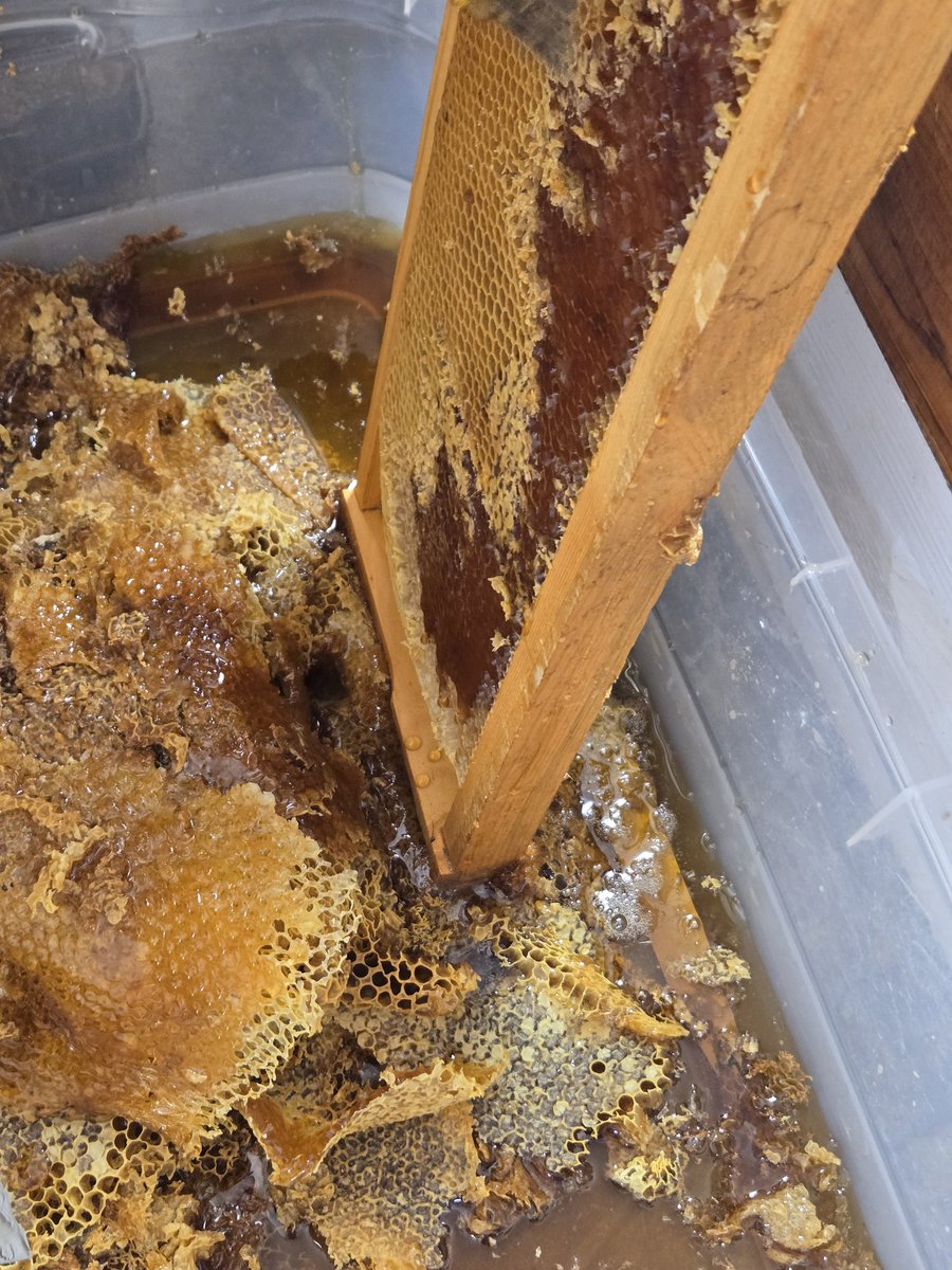 thiXXsniXX's tweet image. A little time with the Bees
🐝
Hive care and honey gathering.
Local honey has endless health benefits.
🍯