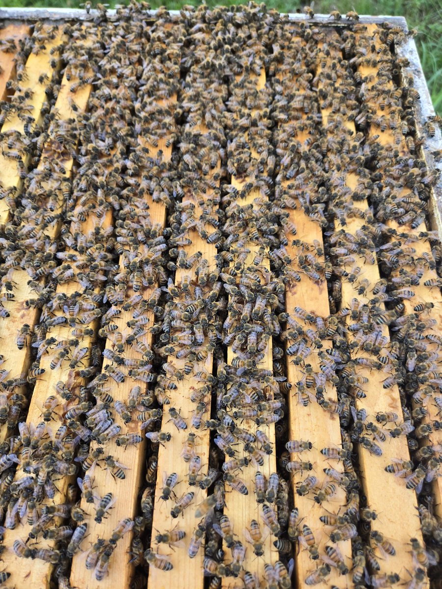 thiXXsniXX's tweet image. A little time with the Bees
🐝
Hive care and honey gathering.
Local honey has endless health benefits.
🍯