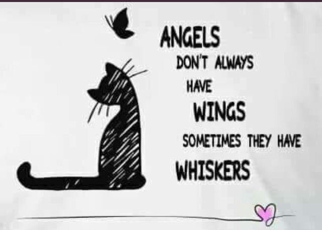 Rocky 😸Tabitha 😽Bernee🐻🌈Vitcza🌈Barney (@vitcza) on Twitter photo Captain Rocky: remembering dear fellow <a href="/AnipalAviators/">The Anipal Aviators</a> Captain Jerry <a href="/jerry_tuxedo/">Angel 🌈 Captain Jerry - RIP 1.8.2013-17.6.2025</a> until we meet again OT🌈 B #TheAviators Captain Rocky: remembering dear fellow <a href="/AnipalAviators/">The Anipal Aviators</a> Captain Jerry <a href="/jerry_tuxedo/">Angel 🌈 Captain Jerry - RIP 1.8.2013-17.6.2025</a> until we meet again OT🌈 B #TheAviators