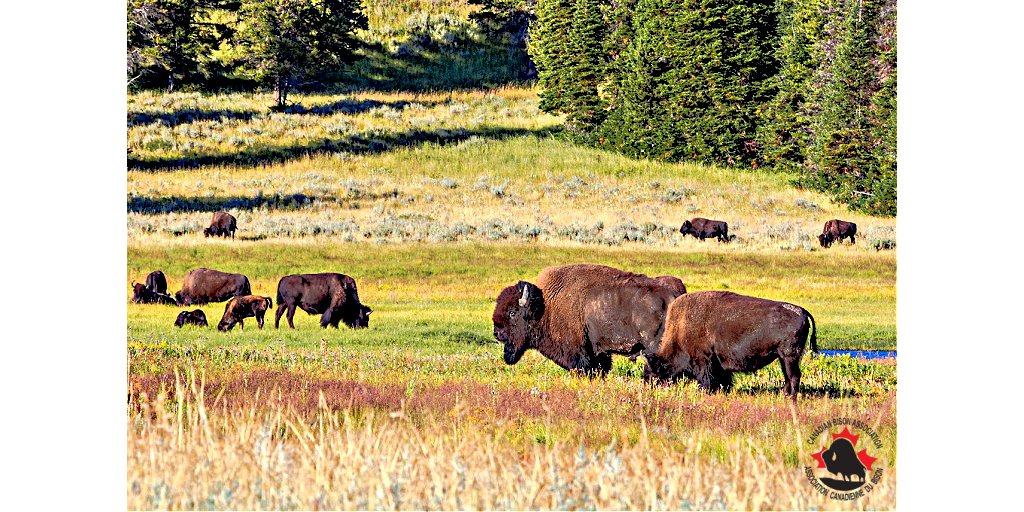 Canadian Bison Assoc tweet media