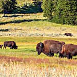 Photo by Canadian Bison Assoc (@CanadianBisonAs)