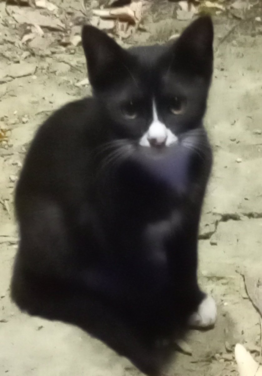 indigonna's tweet image. Design this cat for me to any character you like.
Join this challenge 🤭
N na na naruto kun...
For me it's hinata..
#hinata
#Naruto
#NARUTOSHIPPUDEN