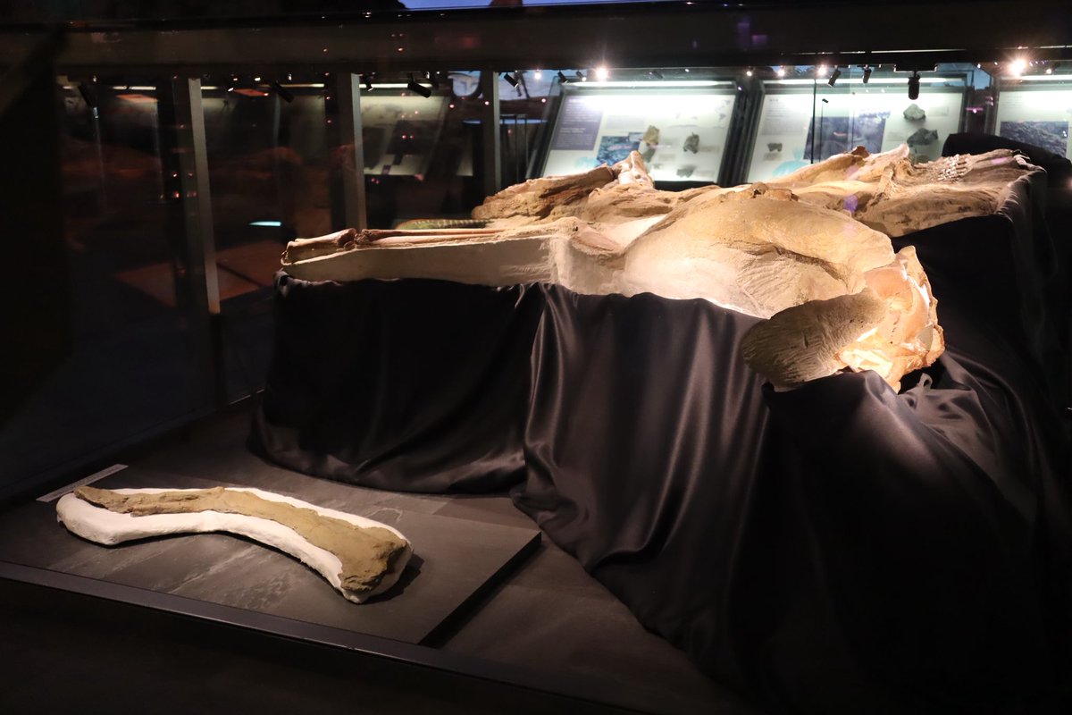 Mr.シンゲツ tweet media