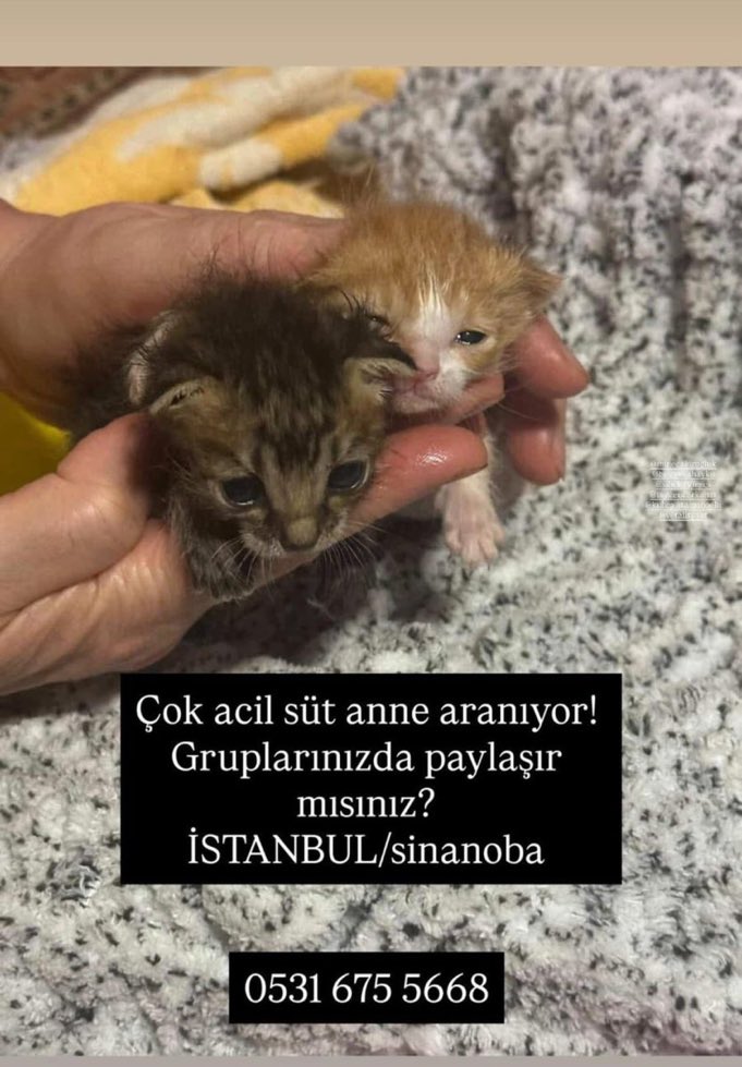 HAN(Perisi de var) (@kedilihan) on Twitter photo 