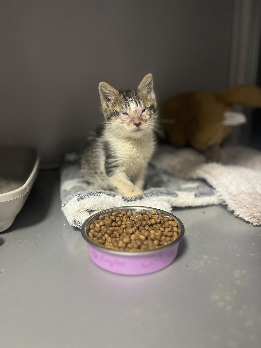 GalwaySPCA's tweet image. With the city full of tourists one kind family from America got to witnessed the reality of the lives of cats in Galway as outside their rental they found a tiny kitten, riddled with flu and desperate to be saved.
#ifyoufeeddontletthembreed #catflu #volunteersmakeadifference #TNR