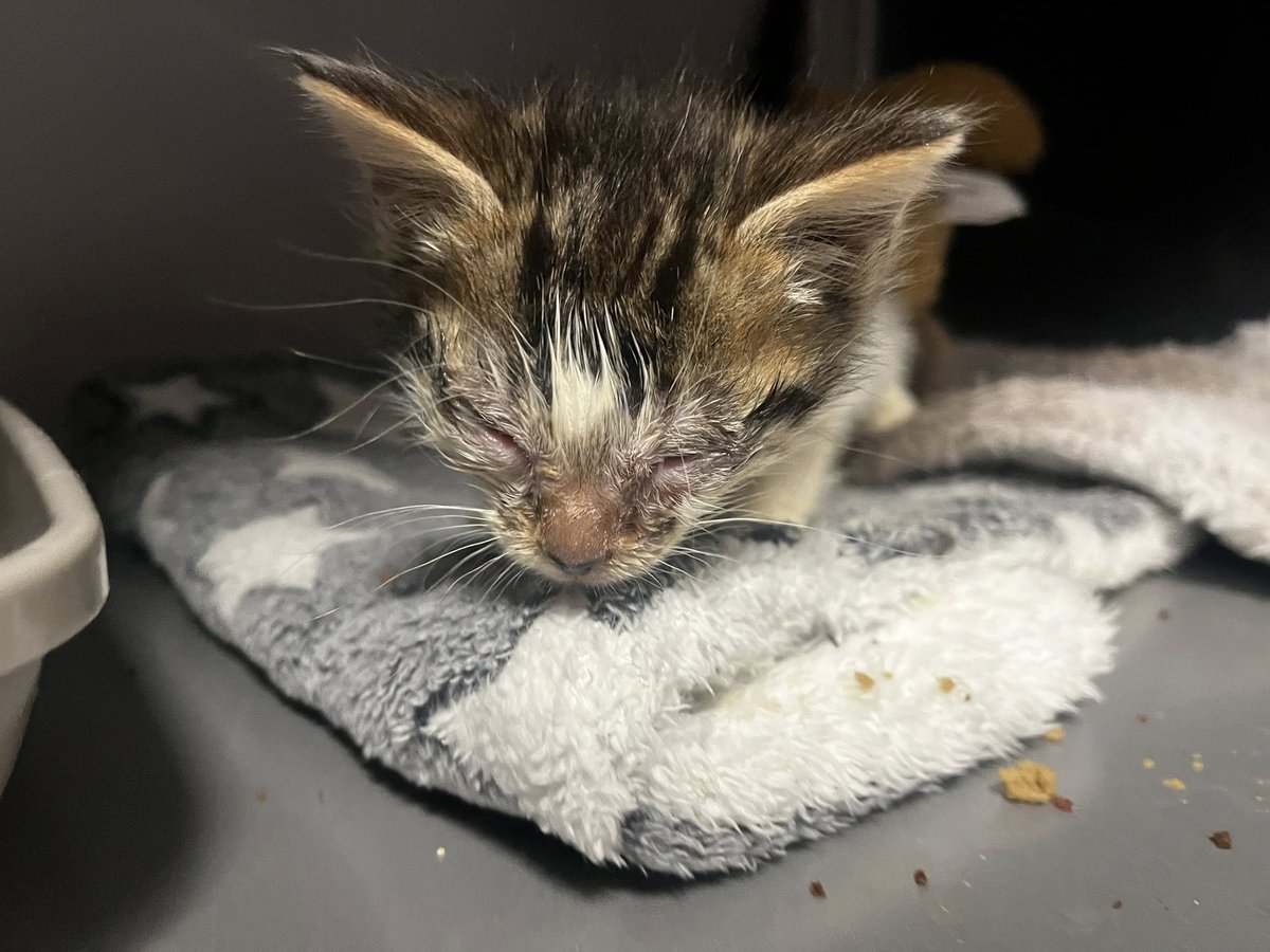 GalwaySPCA's tweet image. With the city full of tourists one kind family from America got to witnessed the reality of the lives of cats in Galway as outside their rental they found a tiny kitten, riddled with flu and desperate to be saved.
#ifyoufeeddontletthembreed #catflu #volunteersmakeadifference #TNR
