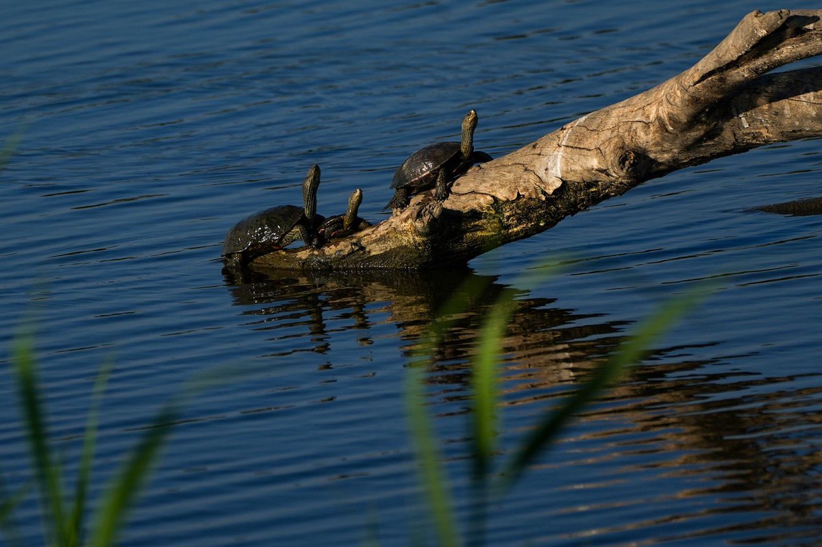 RozRothstein's tweet image. Did you know that in addition to hosting a wide variety of bird species, the Hula Valley in northern Israel is also home to these little guys? 🐢🇮🇱
Photo by Ayal Margolin/Flash90